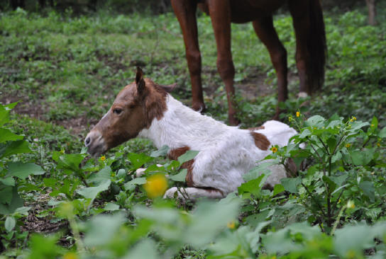 July 2012 at Smiling Horses