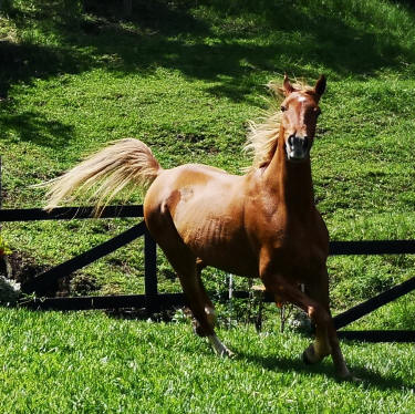 arabian horses Monteverde Costa Rica
