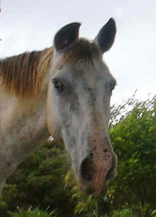 horse Apache