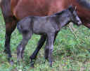 filly tarisha