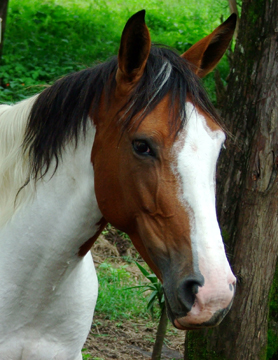 Pinto mare in Monteverde