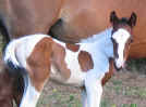 smiling horses in Monteverde