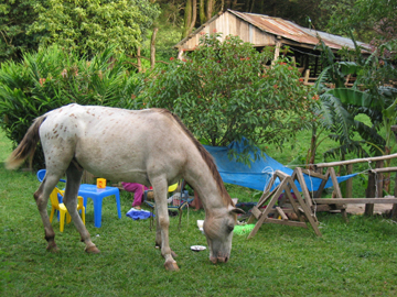 horse Aache