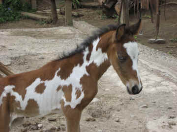 Luna Azul Baby Monteverde Costa Rica