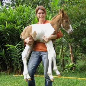 sabine's smiling horses shirocco