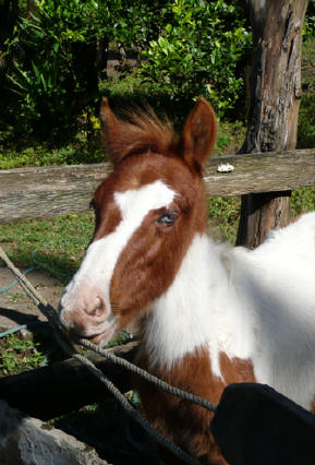 Shirocco at Smiling Horses