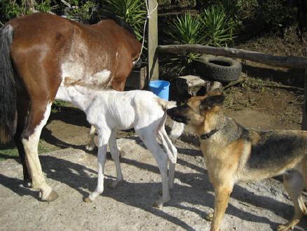 TICO our loved and famous horse dog
