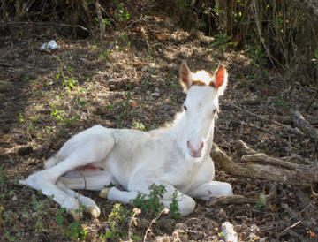 new born Shiri at Smiling Horses