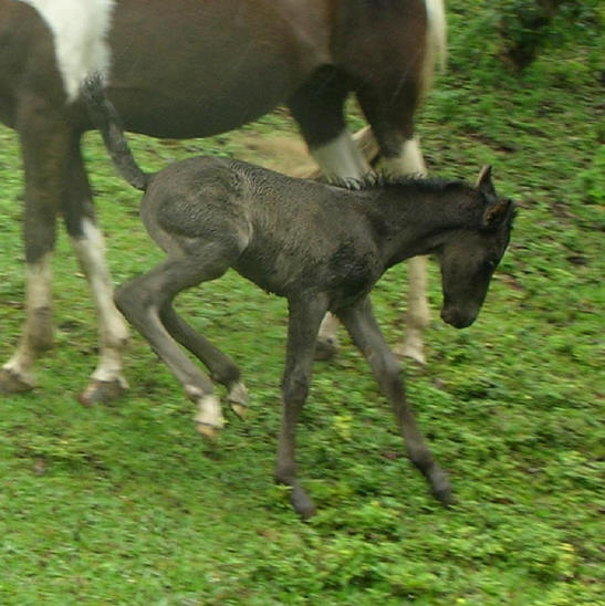 Prince at Smiling Horses