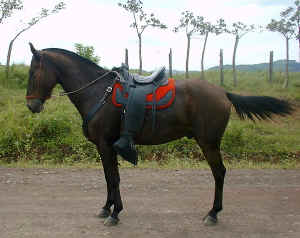 horse cheyenne in tilaran