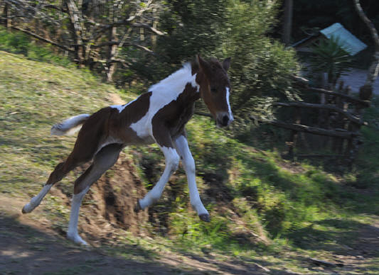 colt Aragon figuring out jumping coordination