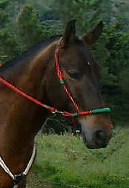 horse cheyenne in monteverde