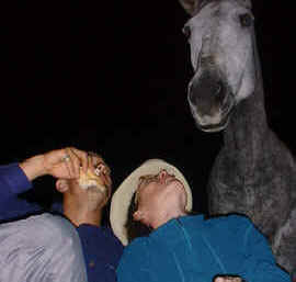 horse portrait