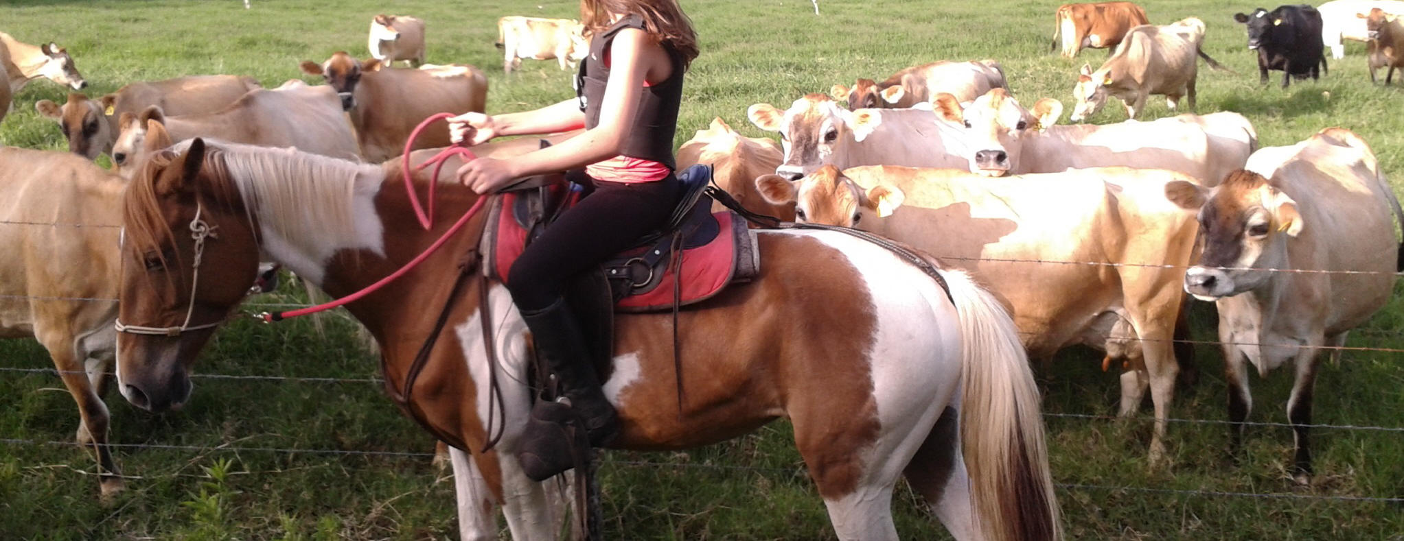 Smiling Horses between cattle