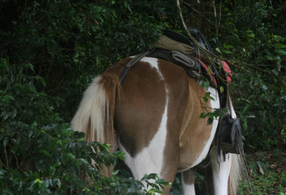 Smiling Horses in the Cloud Forest