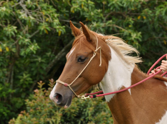 Smiling Horses Lluvia of Spirit