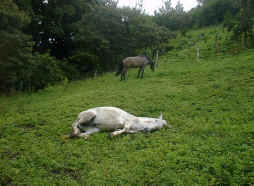 horse lying in the field