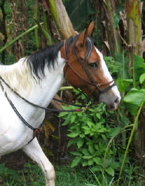 Monteverde horses