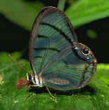 butterfly on waterfall-horseback-riding-tour 
