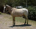 horse apache