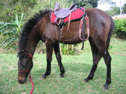 India first time saddle