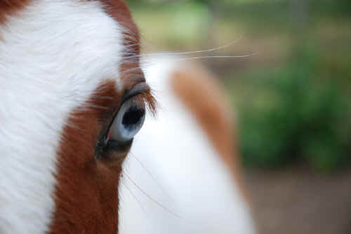 Sabine's Smiling Horses Monteverde Costa Rica