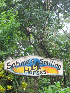 sabine's smiling horses