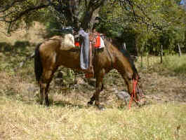 horseback riding vacation rest Cheyenne