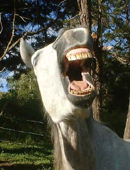 horse leader Tango